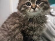 Britischlanghaar Katzen - Köln
