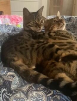 2 süße, wunderschöne, reinrassige Bengalkatzen mit Stammbaum - Treuchtlingen