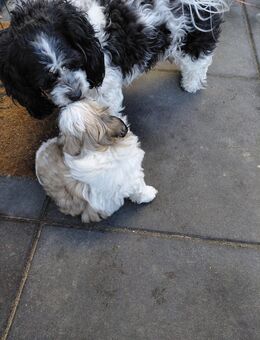 Shih tzu welpen - Seehausen (Altmark, Hansestadt)