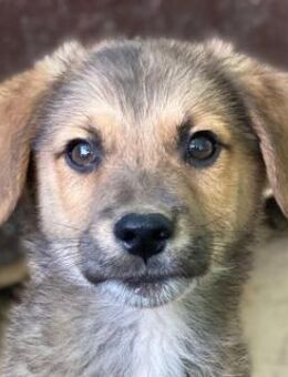 Trüffel, geb. ca. 08/2025, GRIECHENLAND - Euskirchen