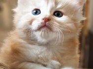 Maine Coon Kitten - Feuchtwangen