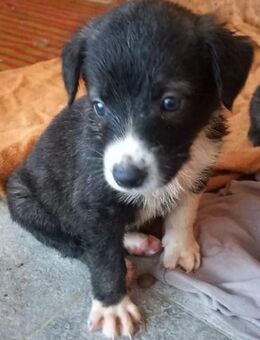 Welpe LITTLE JOE - lebensfroh - Weilheim (Oberbayern)
