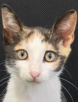 Dorle, geb. ca. 04/2025, GRIECHENLAND - Markdorf