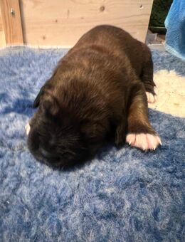 Süße mischlingswelpen suchen ein Zuhause - Sankt Ingbert Zentrum