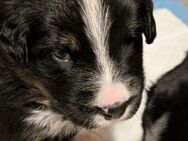 Zuckersüße Border Collie - Berner Sennenhund Welpen - Suderburg