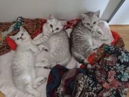 Süße reinrassige BKH Kitten ohne Stammbaum - Gemmrigheim