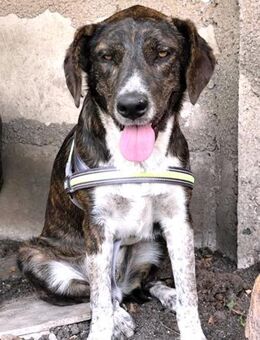 Junghund Leon II sucht sein Zuhause - Berlin