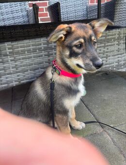 Australian Shepherd Husky Wolfsspitz Mix ❤️ - Himmelpforten