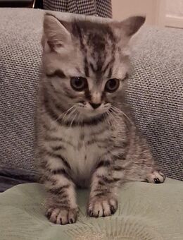 Liebevolles BKH-Mix Kätzchen in Silber-Grau abzugeben - Hannover