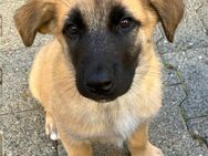 Anton - Ridgeback-Mix-Rüde sucht seine Familie - Weisenheim (Sand)