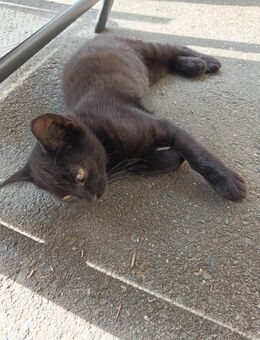 Baby Kater - Pleystein Miesbrunn