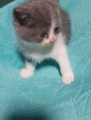 4 BKH Kitten sofort auszugsbereit in 45772