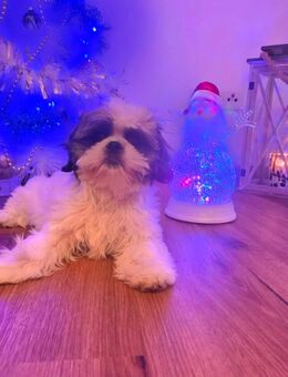 Shih-Tzu Babys - Darmstadt Nordstadt