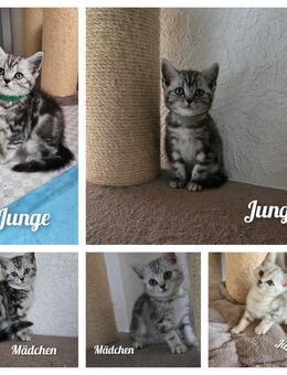 Bkh kitten Whiskas 5 Stück ab sofort - Oberndorf (Neckar)