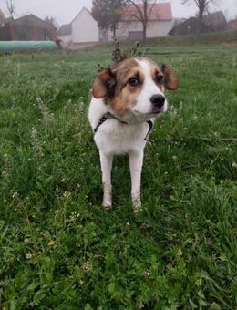 Sasha sucht ihre Menschen - Neuried (Baden-Württemberg)