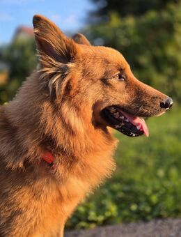 RUBBLE - wunderbarer, braver Schatz! 🥰 - Neudenau