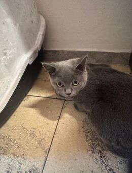 Bkh kater kitten 5 monate - Gescher (Glockenstadt)
