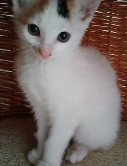 Kitten abzugeben - Lützen Großgörschen