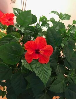 2 Schöne Hibiskus-Pflanzen/Stöcke (nicht winterfest) zu verschenken - München