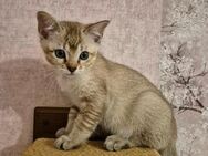 niedliche SnowBengal - Burma Kitten zu verkaufen - Clausthal-Zellerfeld