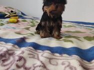 Welpen Yorkshire terrier. - Genthin