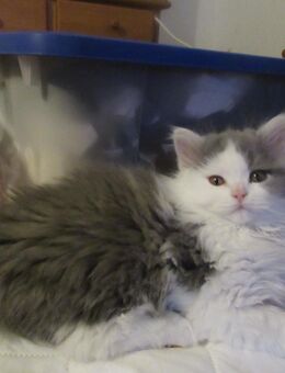 Britisch Kurzhaar KATER sucht neues Zuhause - München