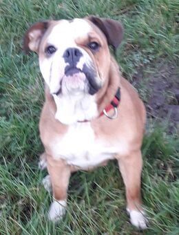 Old English Bulldog Hündin - Kuhlen-Wendorf