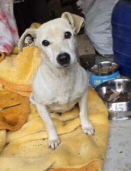 SMILLA - sanfte, zauberhafte Hündin - Kallmünz