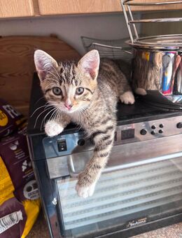 Süßer Kater - Breitengüßbach