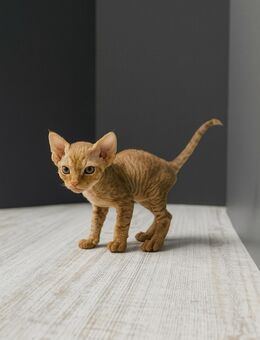Orientalisch Kurzhaar Kitten, 13 Wochen, abholbereit – 1 Katze VERKAUFT, 2 Kater ÜBRIG - Neumünster