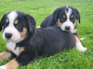 Entlebucher sennenhund welpen - Hennef (Sieg) Zentrum