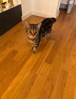 Katzenbaby - Frankfurt (Main) Fechenheim