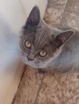 Katzen BKH - Nalbach
