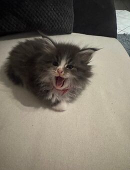 Maine Coon kitten - Mayen
