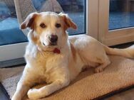 Hübsche Ronja sucht erfahrenes Zuhause - München