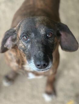 SIRENA - unsere Goldmedaillenanwärterin - Dänischenhagen