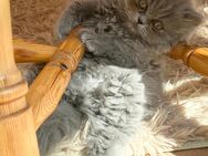 Abgabebreit BLH britisch Langhaar Kitten Kätzchen babykatze Blue lilac grau - Hiddenhausen