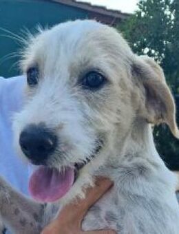 Jaron - bezaubernder, fröhlicher Bub - Mettmann