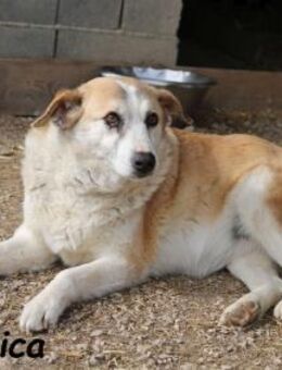 Jessica sucht Platz für Lebensabend - Kissing