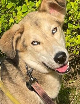 Marcel❤️sucht eigenes Körbchen - Rott (Inn)
