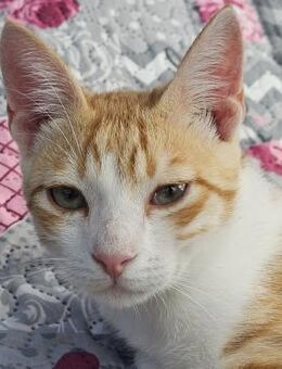 Maverick - gerettet aus einem Motor - Bergkirchen