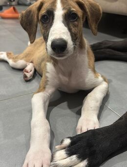 Galgo-Alarm: wir sind 3 und suchen... 🍀 - Marienfließ