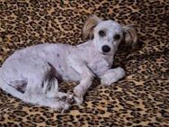 Lolli - Bichon-Havanese Schatz (E) - Ludwigshafen (Rhein)