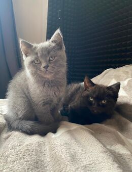Zwei zuckersüße Kitten suchen ein liebevolles Zuhause - Wismar