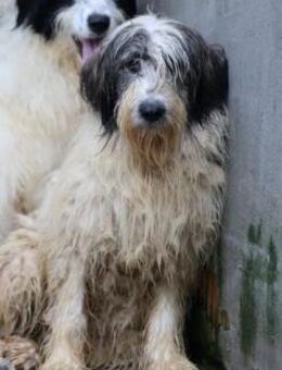 Kuki - hübsche Wuschelhündin - Lohra