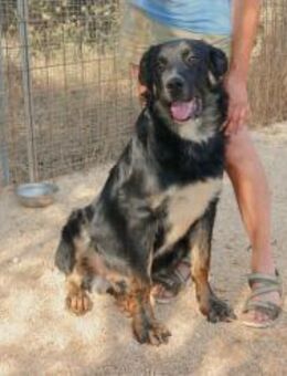 Macho sucht sein Zuhause - Fronreute