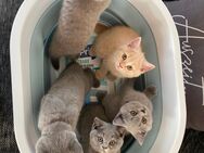 BKH- Kitten - Limbach-Oberfrohna