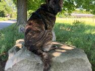 Alice sucht ein neues Zuhause - Fronreute