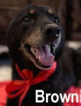 Brownie - eine Kette war sein Schicksal - Berlin