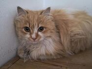Lenny - siehe auch Lucy - - Weilmünster